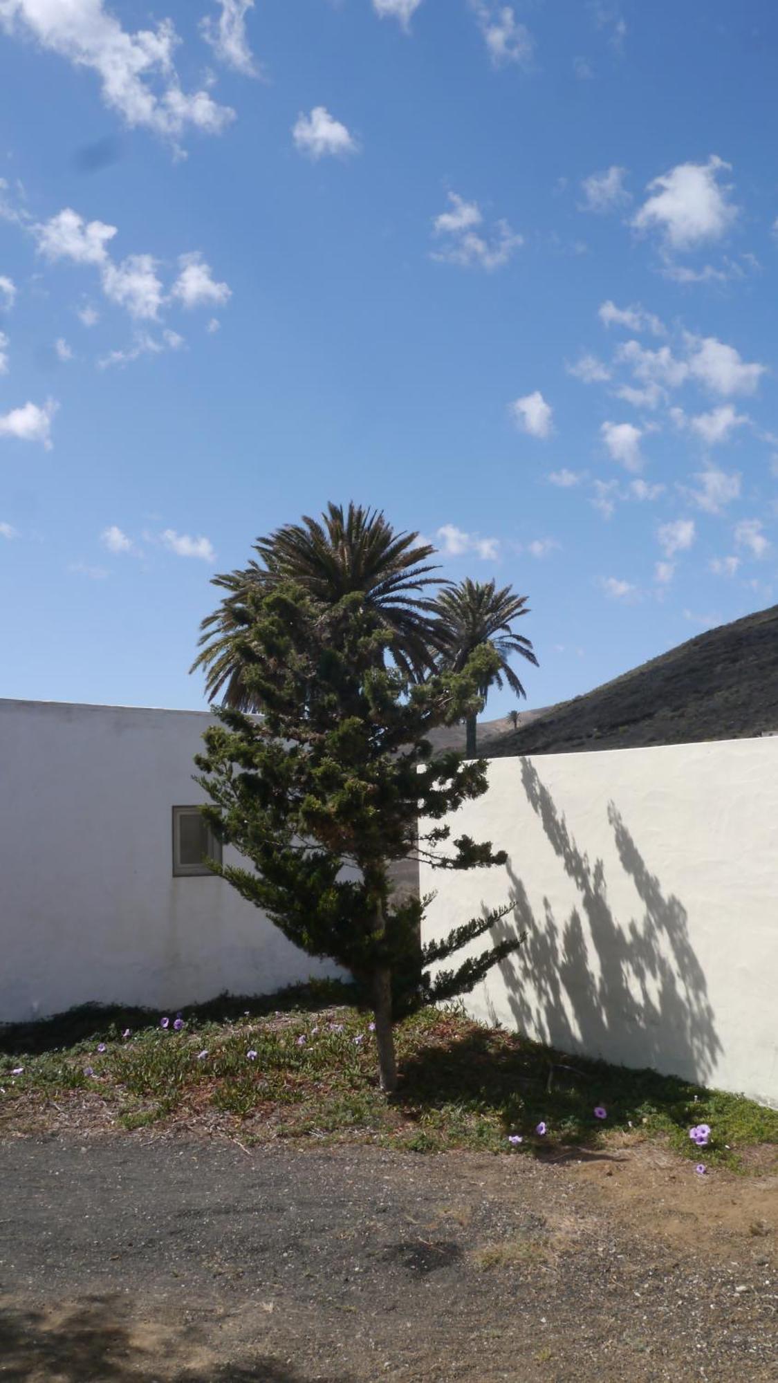 הוילה Máguez Casa Olga מראה חיצוני תמונה